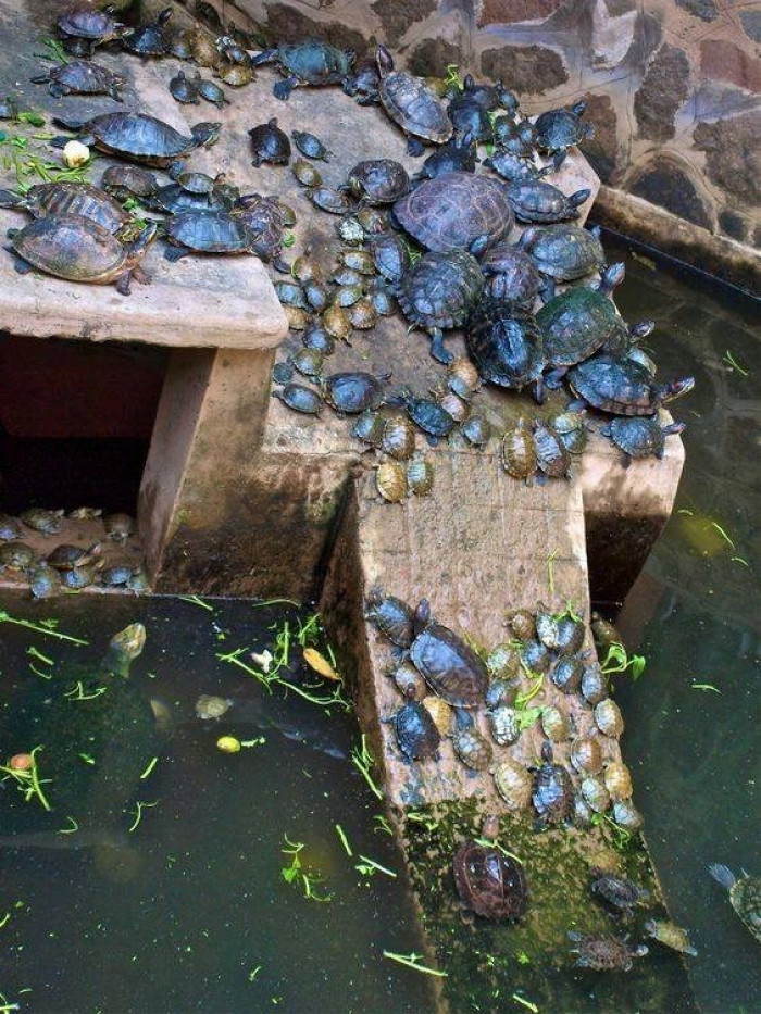 Redditor sees this many turtles for the first time.