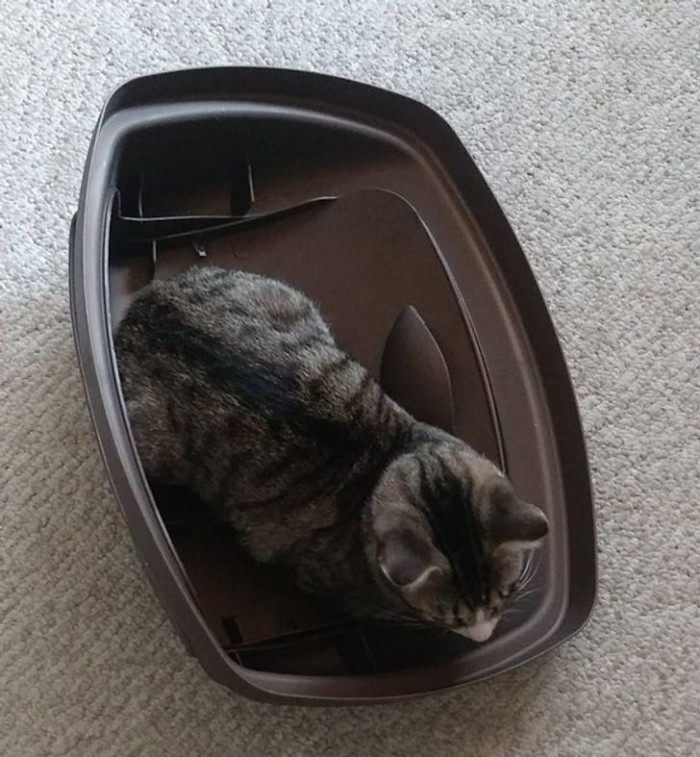 23. “She has 4 beds but will ditch all of them for this trash can lid.”