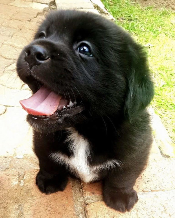 #38 Such precious Pekingese + Labrador mix baby.