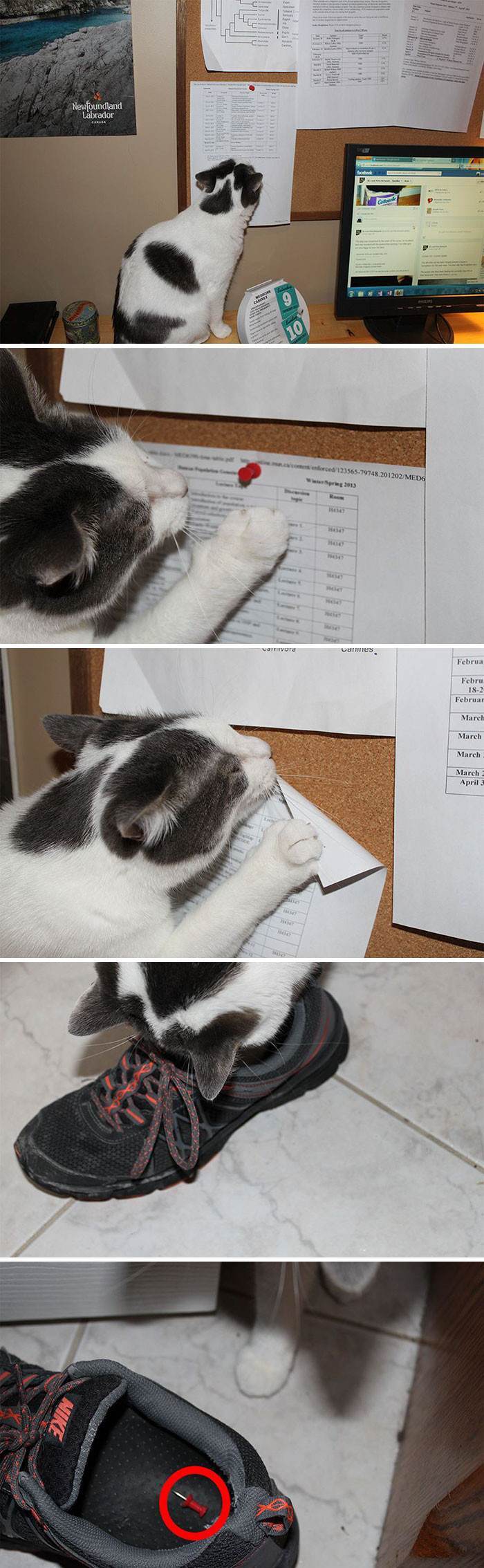 What a Sneaky Little Bastard