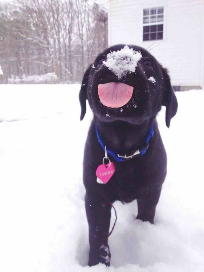 9. Small Puppy's First Snow? Delightful.