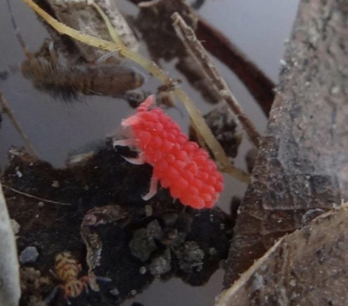 This raspberry looking thing is called Rambutanura hunanensis