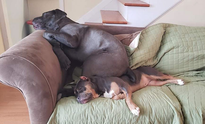 Tallulah is no small girl; she clocks in at an impressive 45 pounds!