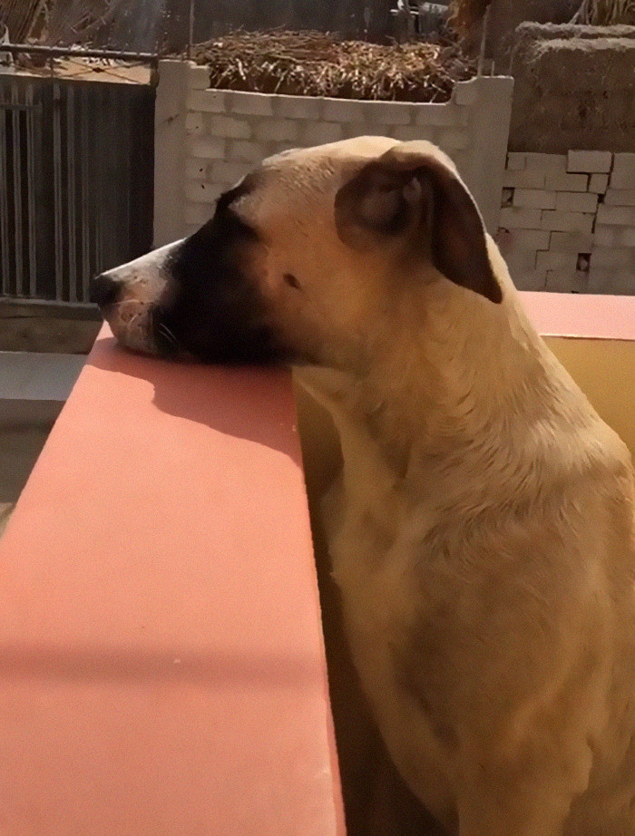 Regardless, he needs his 'dad.' He doesn't take his eyes off the street where his owner will come from