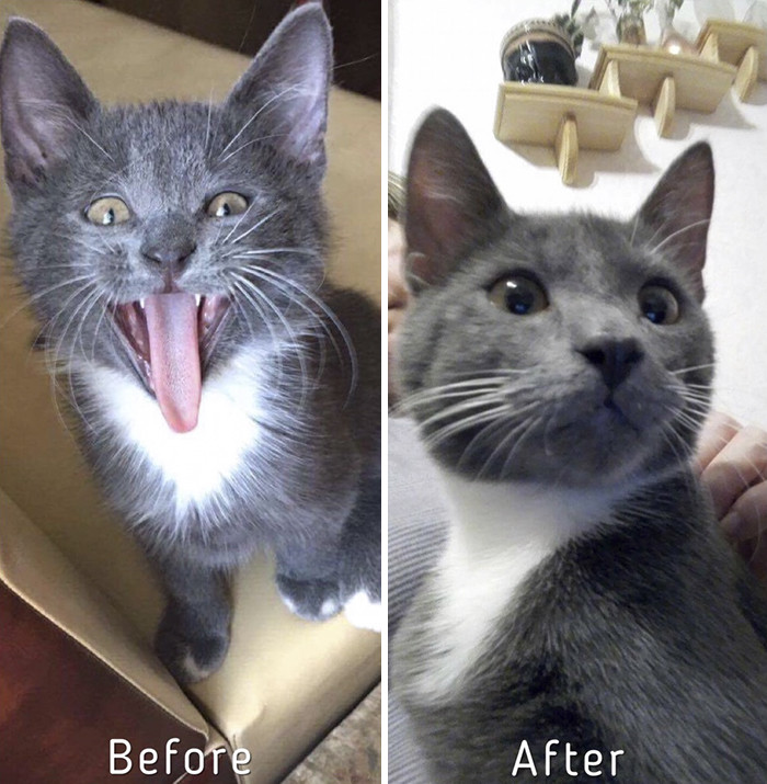 On any given day that Zanda happens upon a cat, she springs into action.