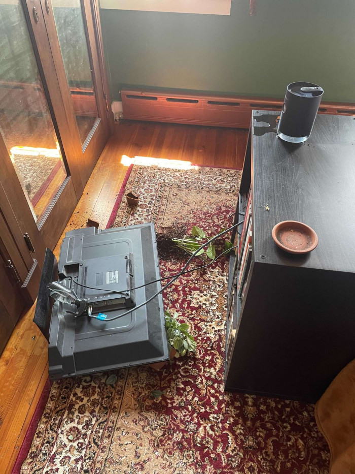 "This was also all on my rug, so the water from the humidifier made a nice muddy mess under the plants and TV," Nelson added.