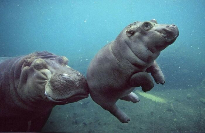 23. Mama hippo giving the young one a push.