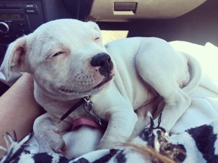 Very happy dog with cozy posture, wide grin, festive vibe