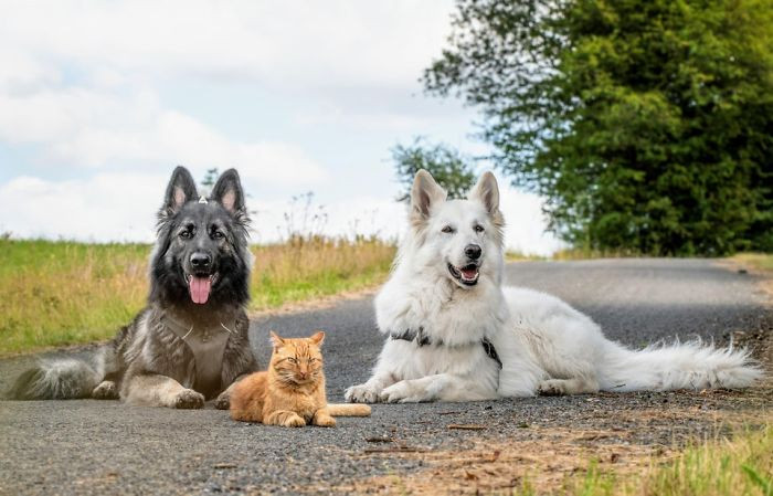 Nathalie shared the details as, “The pets in the picture are Nimue (Altdeutscher Schäferhund), Azmael (the cat) and Liam (White Swiss Shepherd).” 