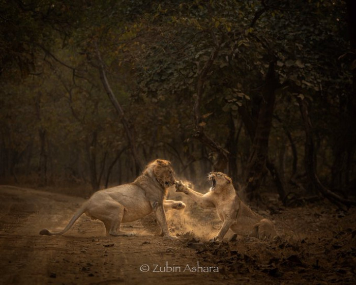 Another Incredible Shot