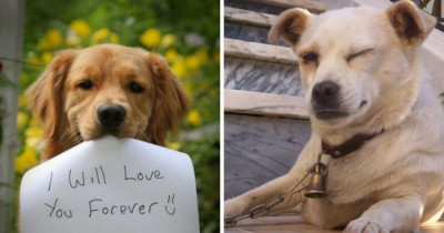 Do You Want A Boyfriend Or A Dog? We Have A Few Ways To Figure It Out!