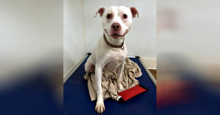 This hero is up for adoption. Interested?