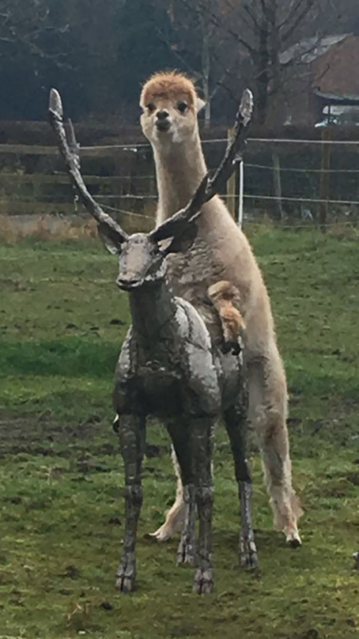 #40 Nana Sent Me A Picture Of Her Neighbour's Alpaca Humping Their New Stag Sculpture