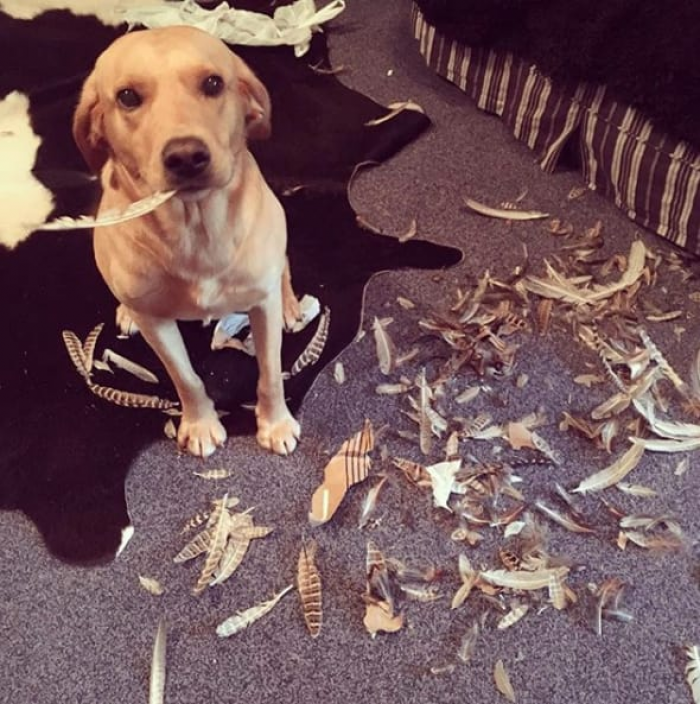 "Oh, this feather in my mouth? I don't know where it came from, but it's not from here."