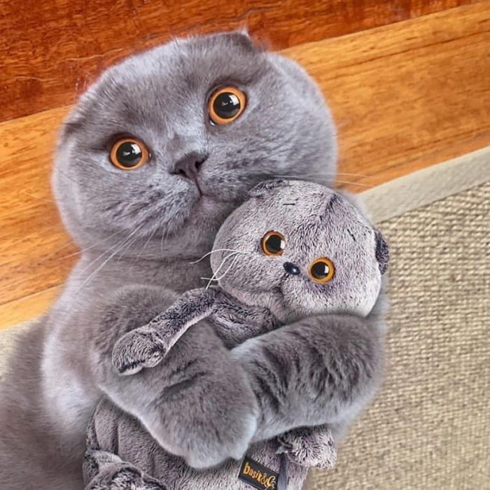 5. "This cat has a plush of itself"