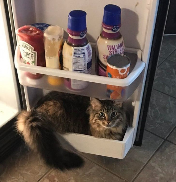 14. “She’s an oddball of fluff!”