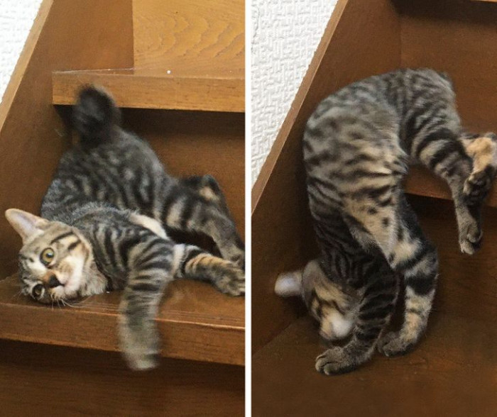 10. Instructions unclear; kitten assembly failed