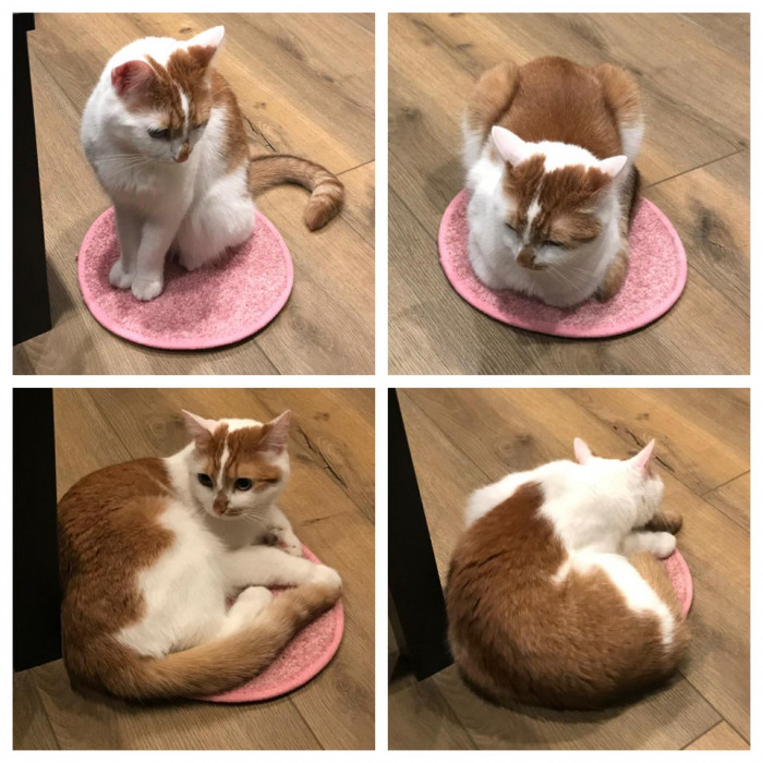 "My cat loves this carpet sample I got from work."