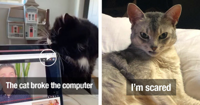 Ridiculous Cat Behavior Lately Guaranteed To Make You Chuckle
