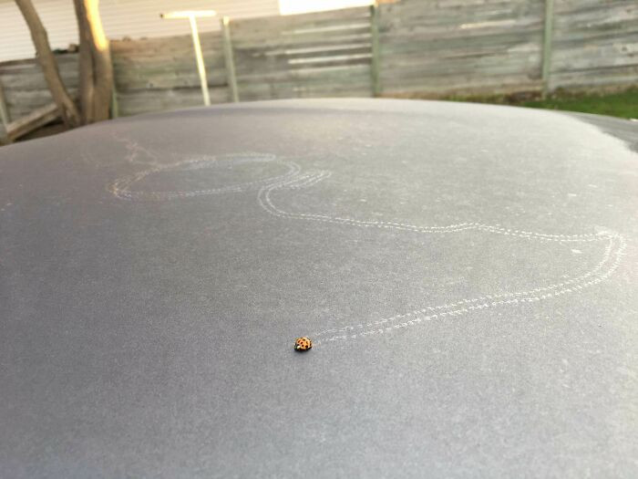 19. Lady Bug Trail On My Car