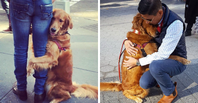Golden Retriever Is On A Mission To Hug Everyone She Meets On The Streets of New York City