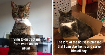 Hilarious Cats Depict How Strange Life With Cats Truly Is