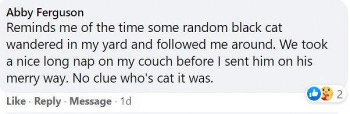 9. The cats took advantage of the poor guy. He was used for a quick nap on the couch and then bailed.