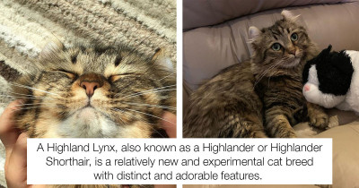 Meet Mocha: The Highland Lynx Cat You'll Find Irresistibly Cute