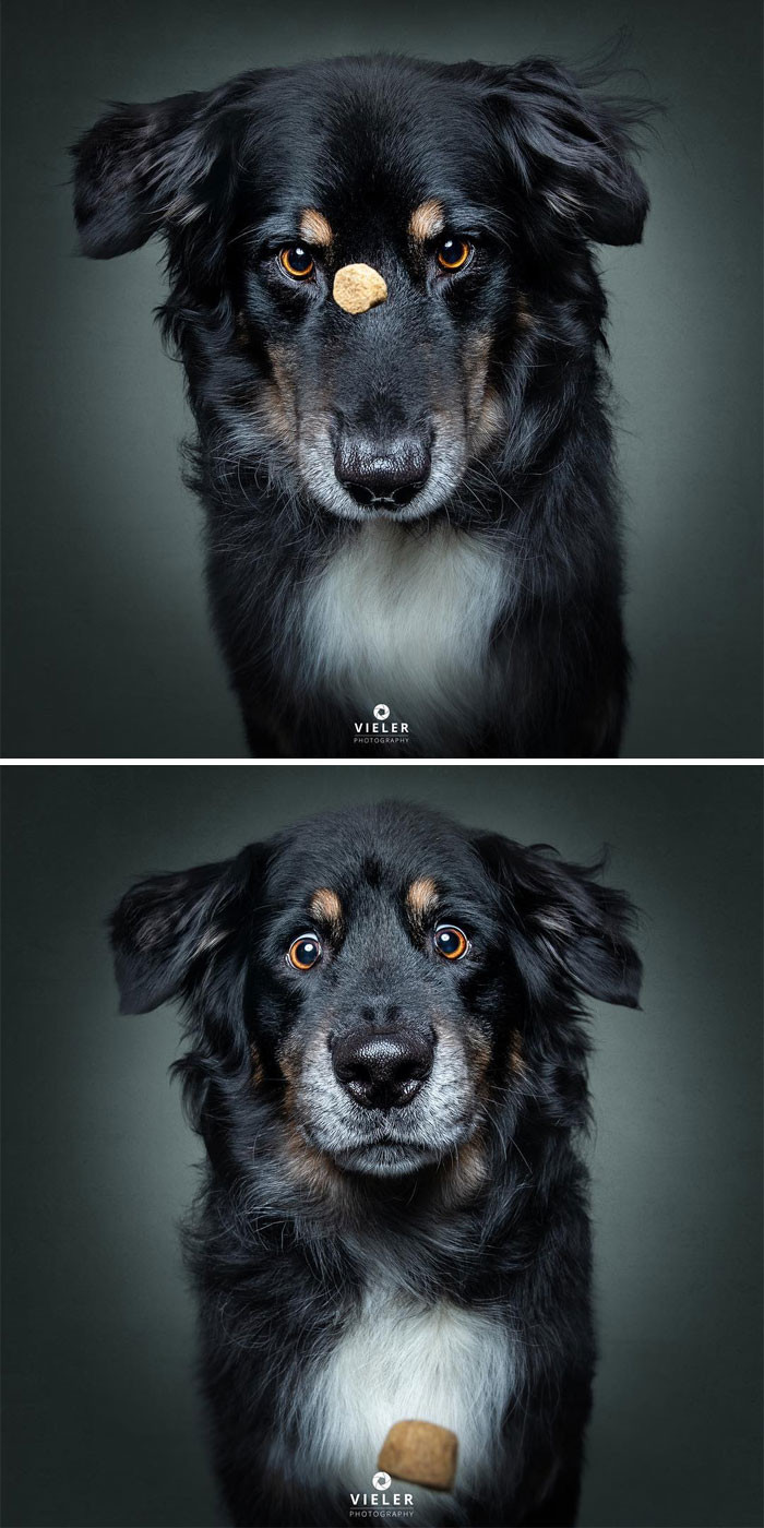 6. Bad timing, doggo.