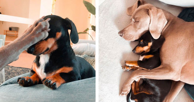 Frank, An Emotional Support Dog, Helped a 2-Year-Old Weimaraner Named Arnold Overcome His Anxiety