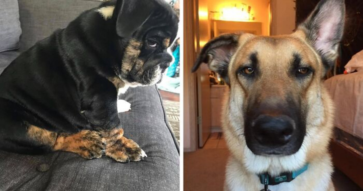 People Share Photos Of Their Dogs Giving Them The People Share Photos Of Their Dogs Giving Them The