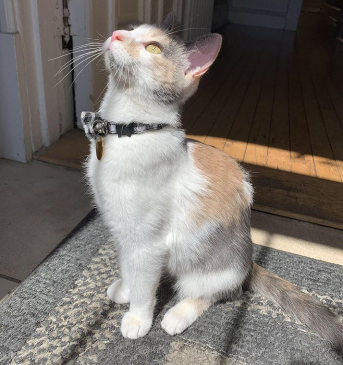 7. "This is the first time that Bonk has felt safe enough since the shelter to venture upstairs into the sun."