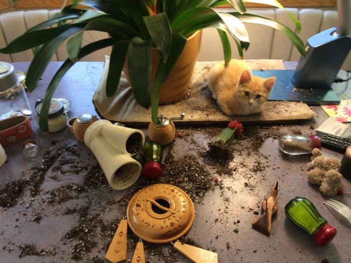 6. Looks like there was a big battle between the kitty and the cactus. The cactus lost.
