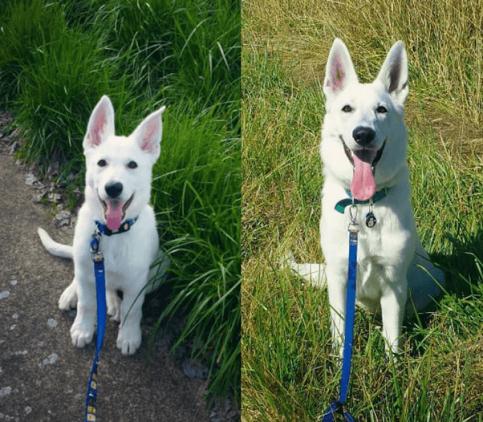 Floofy grown-up dog with thick fur, standing confidently and sweetly