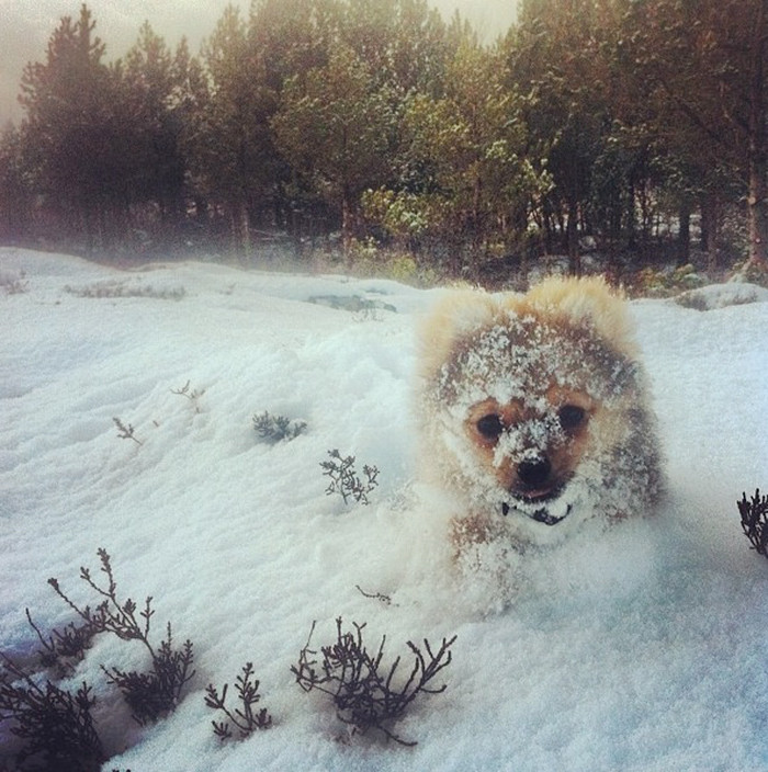 #39 Fluffy pup=A snowy covered pup!