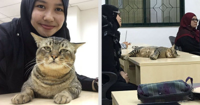 A Cat Walks Into a University Lecture, Immediately Falls Asleep