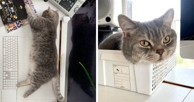 Obnoxious Cat Continuously Interrupted His Human While He Worked From Home Until He Came Up With A Genius Solution