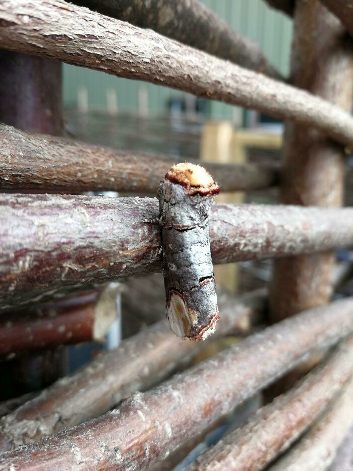 18. Is This A Buff-Tip Moth Or A Tree Branch?