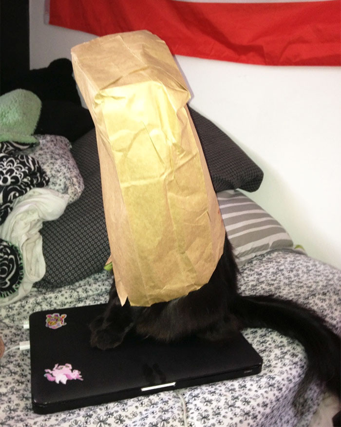 48. Slowly back away, hooman. Nothing to see here.