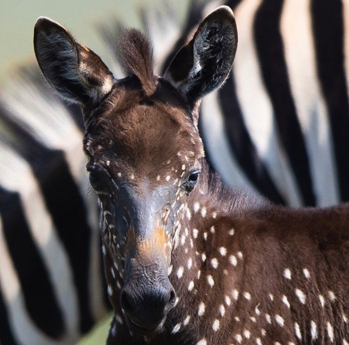 His face has interesting patterns, too!