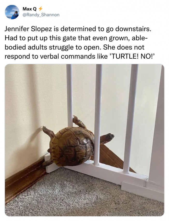 17. This Turtle Wanted to Try for Herself.