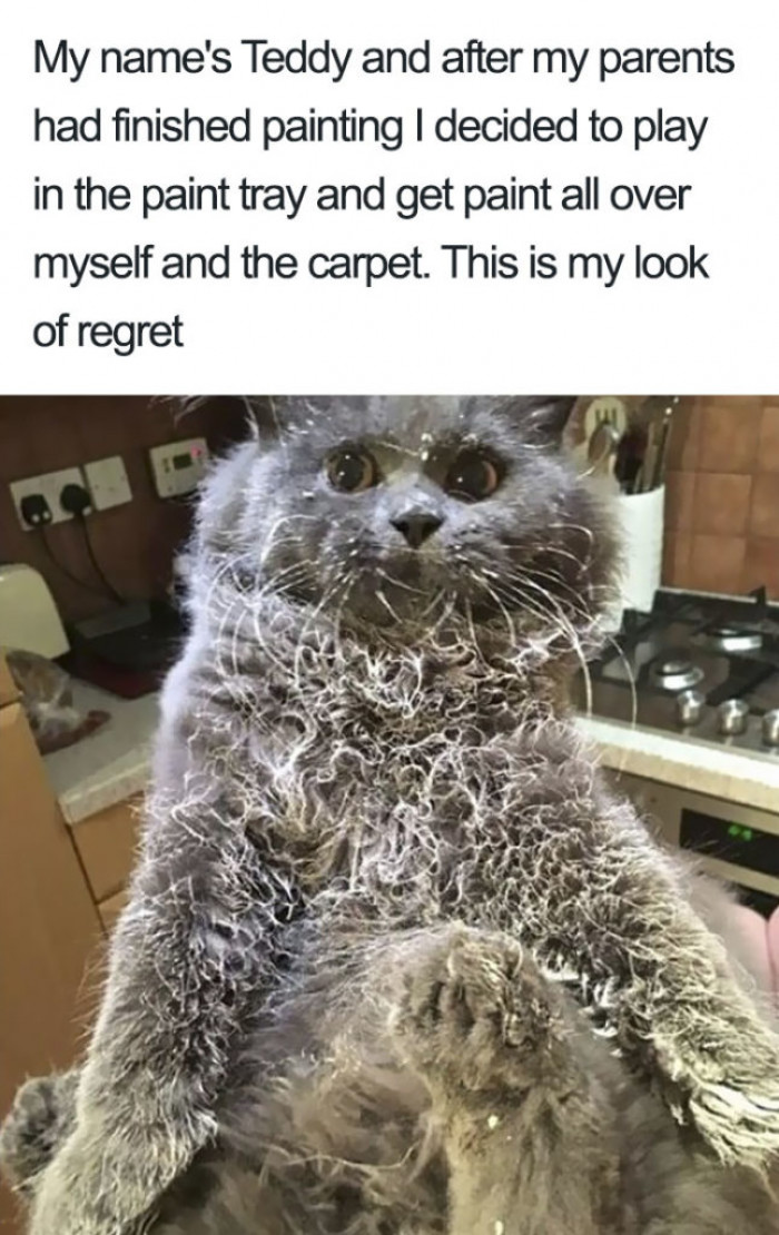 Troublemaker Teddy... Why the paint?