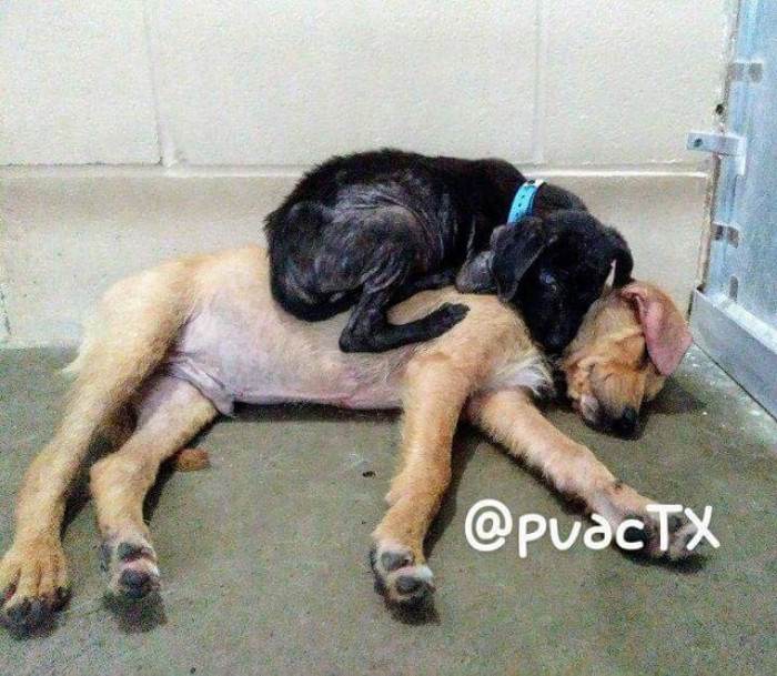 Two puppies huddle closely together in a shelter kennel for comfort