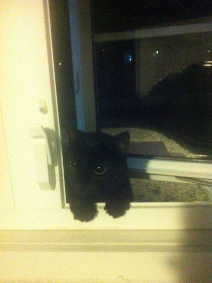 Just having a smoke when a small meow let itself in through the window.