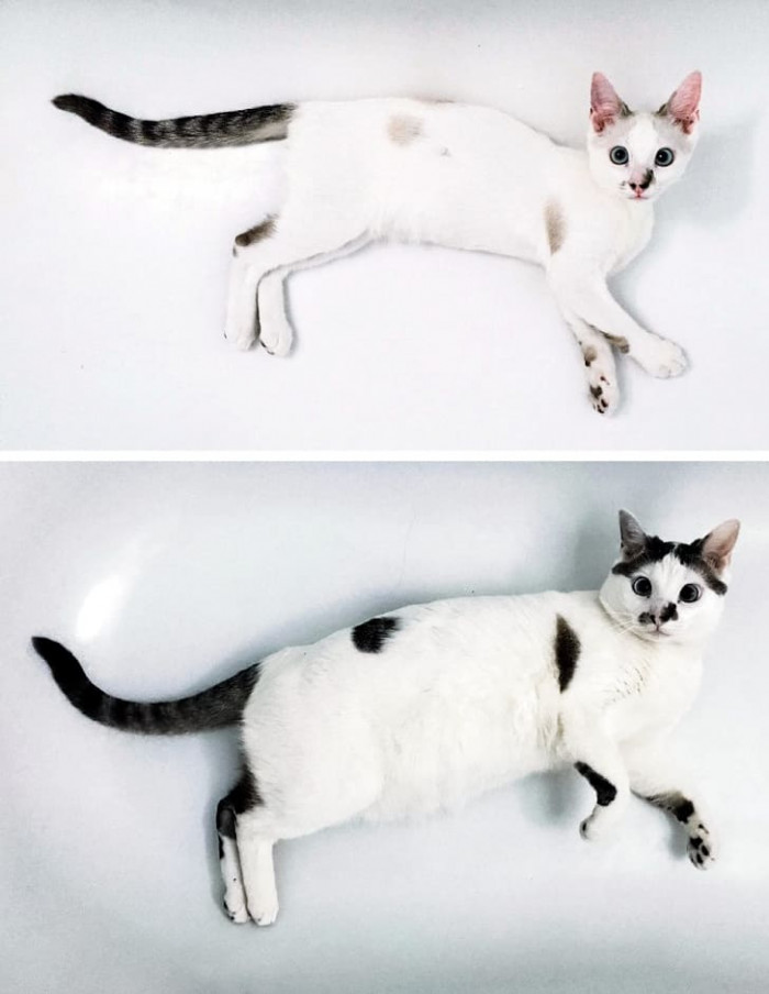 11. As the cat grows, so too does the derp.