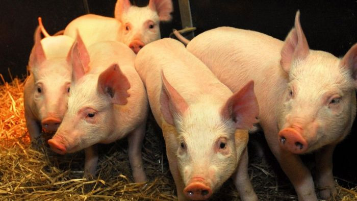 GMO pigs have been FDA approved.