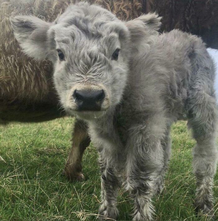 5. Have you seen a cute cow today?