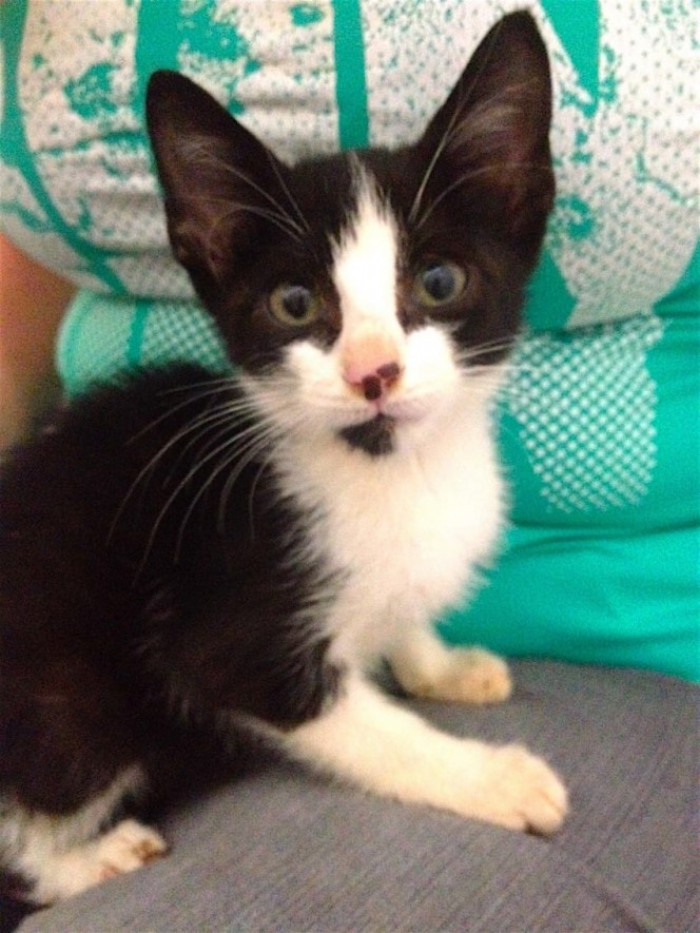 Surprisingly, the animal rescue organization involved in the rescue believed that the kitten's mother probably stashed her baby in the tomb for safekeeping but, for one reason or another, was unable to return to her baby.