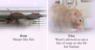 Rat Sanctuary Shames The Naughtiest Rats Of The Week And Praises The Best And It Will Make Your Day