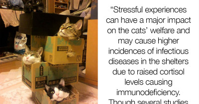 A Study Shows That Cats Love Boxes So Much Because They Reduce Stress